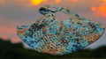 Crochet Market Bag - Turquoise